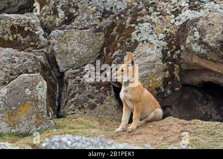 Le loup éthiopien dans cub en dehors de son coin-détente dans les montagnes de Bale Ethiopie Banque D'Images