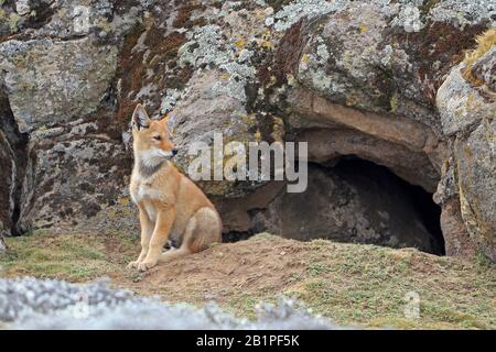 Le loup éthiopien dans cub en dehors de son coin-détente dans les montagnes de Bale Ethiopie Banque D'Images