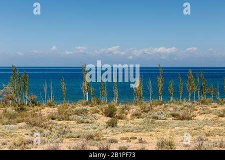 Lac Issyk-kul, Kirghizstan, le plus grand lac du Kirghizstan, de jeunes peupliers Banque D'Images