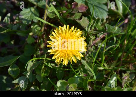 Pissenlit fleur avec pétales brillants jaune-orange avec beaucoup de petites feuilles en arrière-plan Banque D'Images