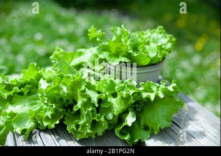 Feuilles de laitue fraîches, gros plan, aliments biologiques, agriculture et concepte hydroponique, style rustique Banque D'Images