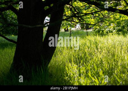 Un bois de chêne d'été avec des feuilles vertes fraîches et de l'herbe Banque D'Images