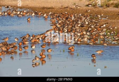 Troupeau de Red Knot, (Calidris canutus), beaucoup en été plumage, Ria Formosa parc naturel, Algarve, Portugal. Banque D'Images