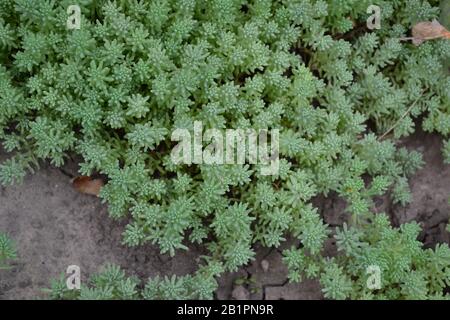 Chou lièvre. Stonecrop. Sedum. Mousse verte. Moquette herbacée décorative. Décoration de lit à fleurs vertes. Jardin. Une belle usine tendre. Horizontal Banque D'Images