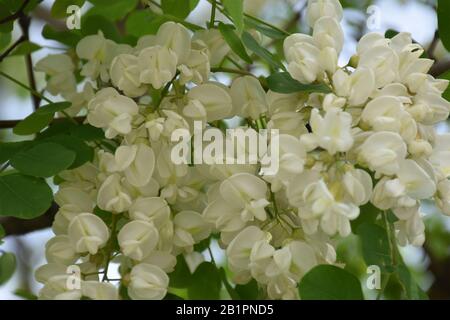 Jolies pétales d'acacia blancs dans un grand groupe avec des feuilles vertes autour Banque D'Images