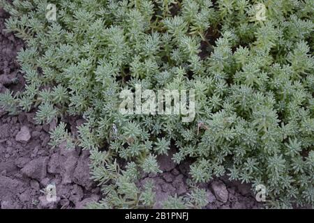 Stonecrop. Chou lièvre. Sedum. Mousse verte. Moquette herbacée décorative. Décoration de lit à fleurs vertes. Le jardin est magnifique. Photo horizontale Banque D'Images