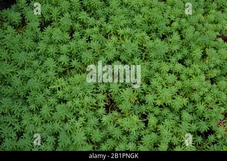 Stonecrop. Chou lièvre. Sedum. Mousse verte. Moquette herbacée décorative. Jardin. Vert. Photo horizontale Banque D'Images