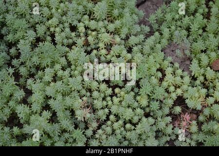 Stonecrop. Chou lièvre. Sedum. Vert. Moquette herbacée décorative. Horizontal Banque D'Images