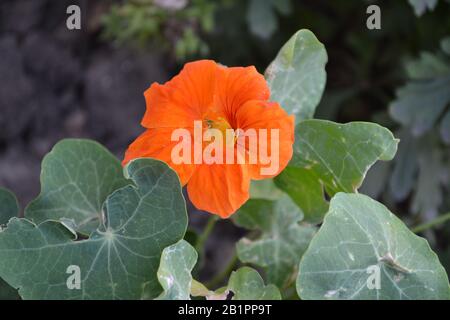 Tropaeolum. Maison, jardin, flowerbed. Fleurs d'orange. Jour d'été. Photo horizontale Banque D'Images