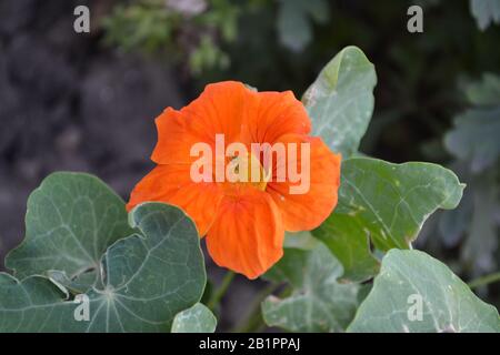 Tropaeolum. Maison, jardin, flowerbed. Fleurs d'orange. Jour d'été. Horizontal Banque D'Images