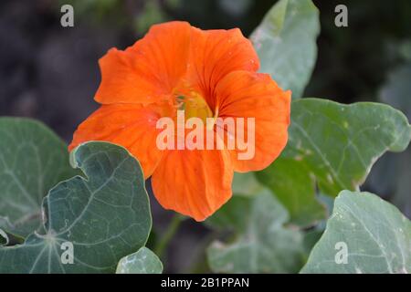 Tropaeolum. Maison, jardin, flowerbed. Fleurs d'orange. Été. Photo horizontale Banque D'Images