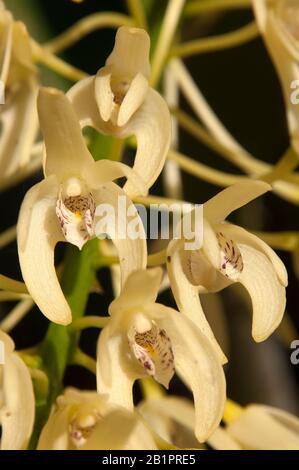 Sydney Australie, à floraison jaune proche Dendrobium specosum ou orchidée rock de Sydney Banque D'Images