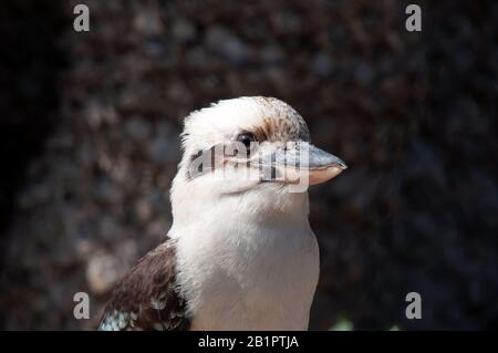 Sydney Australie, gros plan d'un kookaburra au soleil de printemps Banque D'Images