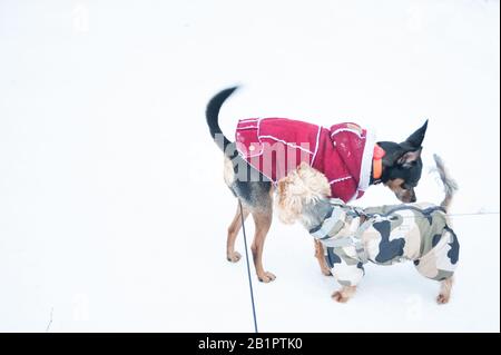 Les chiens se rencontrent lors d'une promenade et s'en sortent, en hiver Banque D'Images