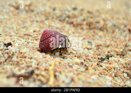 Ermit crabe crowling marchant sur le sable de gros plan. L'ermit-crabe donne sur la coquille de sable de plage de proximité. Ferme sauvage d'animaux de mer. Pagurie. Banque D'Images