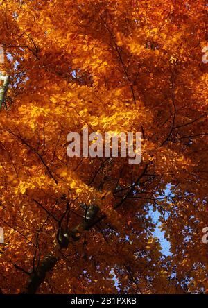 Bouleau argenté et hêtre en pleine couleur automne Banque D'Images