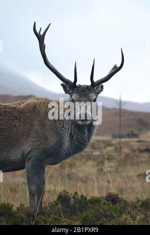 Callum Stag par une journée humide à Glen Torridon. Une Antler manque sa pointe. Banque D'Images