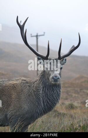 Callum Stag par une journée humide à Glen Torridon. Une Antler manque sa pointe. Banque D'Images