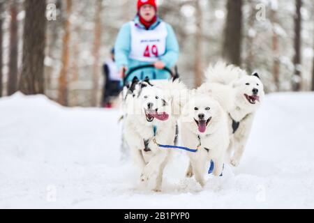 Courses de chiens de traîneau à chiens samoyés. Concours d'hiver musqué. Les chiens de traîneau samoyés dans le harnais tirent un traîneau avec le conducteur de chien. Banque D'Images