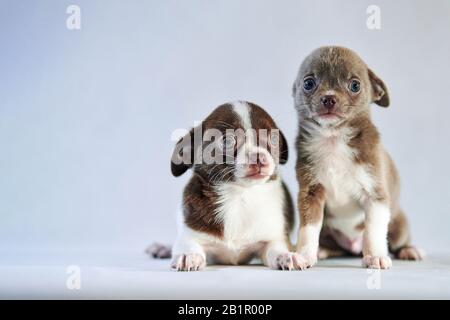 Chiot Chihuahua. Petit chien jouet mignon. Race de chihuahua à poil court. Banque D'Images