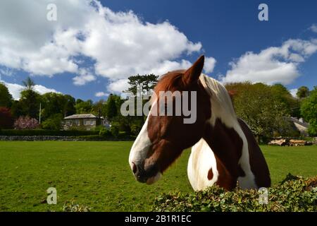 Cheval brun et blanc dans un champ par la voie Stackhouse, Stackhouse près De Settle Yorkshire Banque D'Images