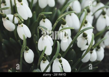 Des fleurs de neige incroyables, à proximité. Arrière-plan naturel Banque D'Images