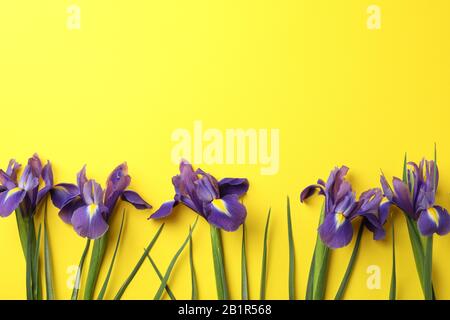 Iris fleurs sur fond jaune, espace pour le texte Banque D'Images