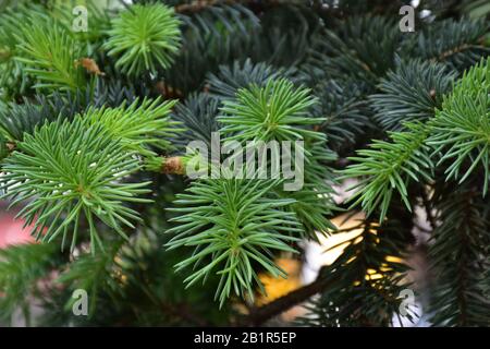 Brindilles vertes de sapin avec aiguilles courtes Banque D'Images