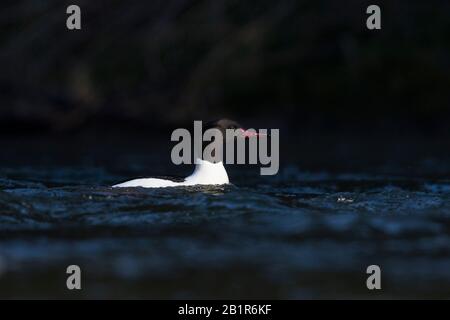 Goosander (Mergus merganser), homme sur l'eau, Allemagne Banque D'Images