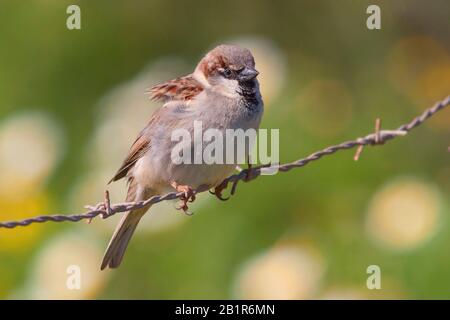 Maison sparrow (Passer domesticus), homme sur un fil barbelé, Allemagne, Bavière Banque D'Images