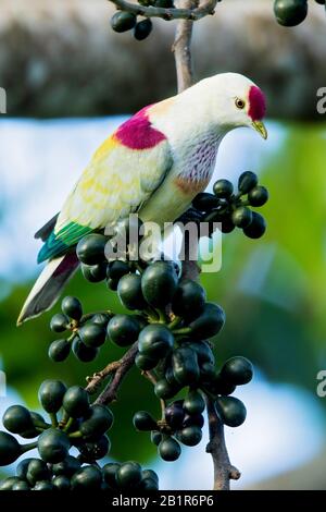 Une colombe de fruits de couleur (Ptilinopus perousii) se produit sur les îles du sud-ouest de l'océan Pacifique où elle se trouve aux Fidji, aux îles de Samoans et aux Tonga, aux Fidji Banque D'Images