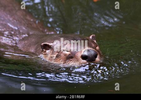 Loutre d'Europe (Lutra lutra) Natation Banque D'Images