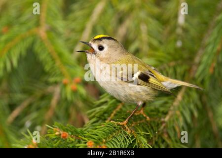 Goldcrest (Regulus regulus regulus), chantant un homme sur une branche, Allemagne Banque D'Images