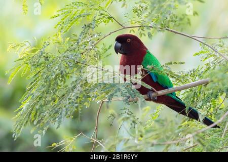 Perroquet rouge brillant (Prosopeia tabuensis), sur une branche, Fidji Banque D'Images