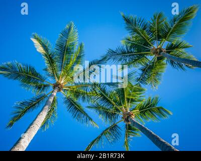 Cococotier (Cocos nucifera), trois palmiers contre le ciel bleu Banque D'Images