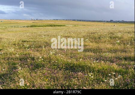 Vue sur les terres de machair près du port de Ness sur l'île de Lewis, en Écosse Banque D'Images