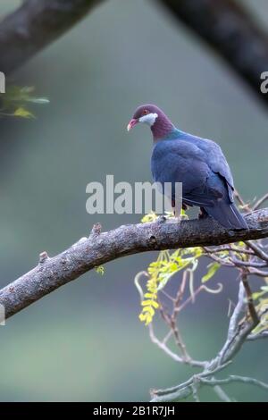 Pigeon à gorge blanche (Columba vitiensis), perché dans un arbre, en Asie Banque D'Images