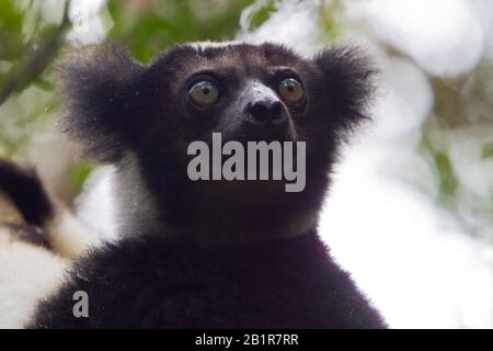 Indri de Babakoto (Indri indri), une espèce de lémuriens en danger Critique de Madagascar, Madagascar Banque D'Images