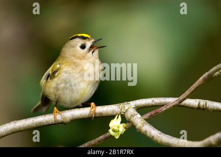 Goldcrest (Regulus regulus regulus), chantant un homme sur une branche, Allemagne Banque D'Images