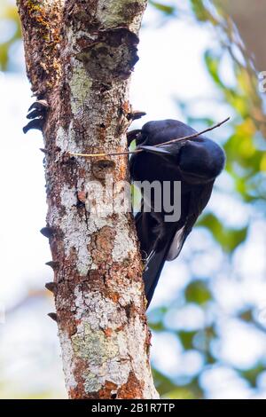 Nouveau corbeau calédonien (Corvus moneduloides), sur un arbre, espèce capable d'utiliser l'outil. , Nouvelle-Calédonie Banque D'Images