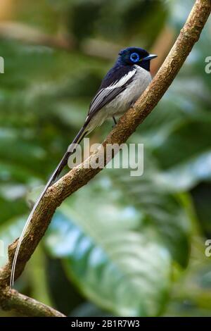 Madagascar paradis flycatcher (Terpsiphone mutata), homme , Madagascar Banque D'Images