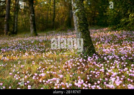 Cyclins sauvages qui poussent sur le sol de la forêt Banque D'Images