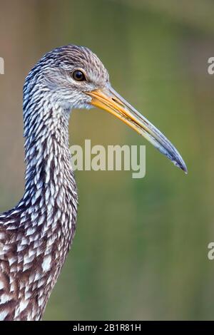 Limpkin (Aramus guarauna), portrait, les Bahamas Banque D'Images