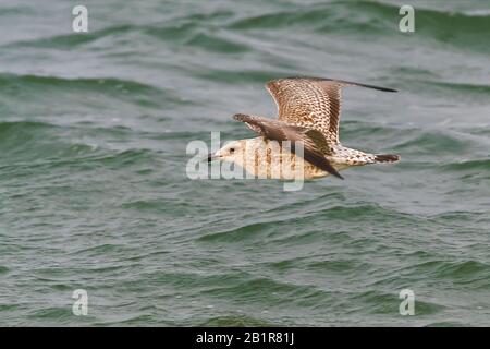 Goéland de hareng (Larus argentatus), juvénile au-dessus de la mer, Allemagne Banque D'Images