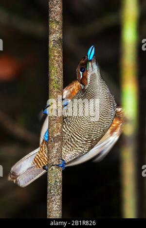 Magnifique oiseau de paradis (Diphyllodes magnificus), femme, Papouasie-Nouvelle-Guinée Banque D'Images