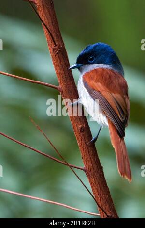 Mascarene paradis flycatcher (Terpsiphone bourbonnensis), assis à une succursale, Maurice Banque D'Images