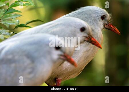 Kagu (Rhynochetos jubatus), oiseau gris craché, à pattes longues et bleuté endémique des forêts de montagne denses de la Nouvelle-Calédonie., Nouvelle-Calédonie Banque D'Images