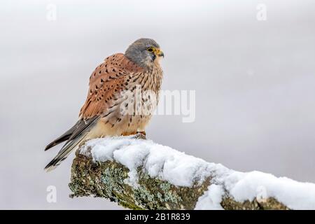 Kestrel européen, Kestrel eurasien, Kestrel ancien monde, Kestrel commun (Falco tinnunculus), perchage masculin sur une tige d'arbre enneigée, vue latérale, Allemagne, Bavière Banque D'Images