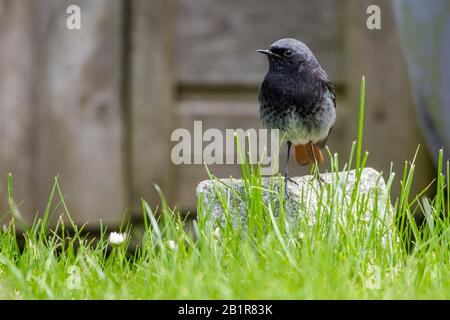 Black redstart (Phoenicurus ochruros), homme perçant sur une pierre, vue de face, Allemagne, Bavière Banque D'Images