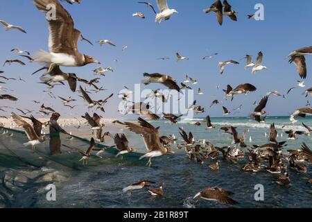 Goéland sooty (Ichthyaetus hemprichii, Larus hemprichii), troupeau de goélands pêchant le long du rivage, Oman Banque D'Images